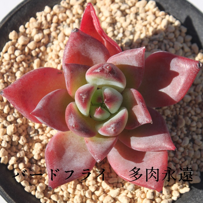 o[htC,o[htCʔ,o[htCgt,o[htCĕB₵,o[htCt,GPxA-Echeveria Bird Fly