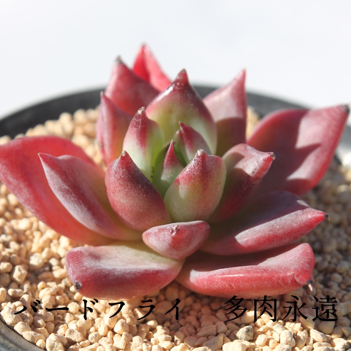 o[htC,GPxA-Echeveria Bird Fly