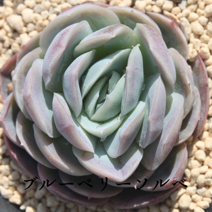 u[x[\x,u[x[\xʔ,u[x[\xgt,u[x[\xĕB₵,u[x[\xt,GPxA-Echeveria Blueberrysorbet