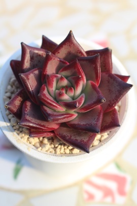 ubfBI,GPxA,GPxÃubfBIʔ,GPxÃubfBIĕ₵-Echeveria bloodyromeo,iɂƂ