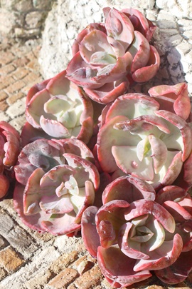 rZ,GPxA,GPxÃrZђʔ,GPxÃrZшĕ₵-Echeveria beyonce variegata,iɂƂ