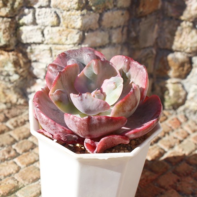 rZ,GPxA,GPxÃrZђʔ,GPxÃrZшĕ₵-Echeveria beyonce variegata,iɂƂ