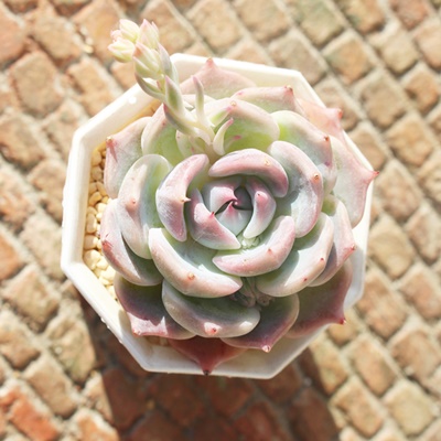 sJ`[,GPxA,GPxÃsJ`[ʔ,GPxÃsJ`[ĕ₵-Echeveria pikachu,iɂƂ