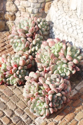 rZ,GPxA,GPxÃrZђʔ,GPxÃrZшĕ₵-Echeveria beyonce variegata,iɂƂ