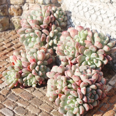 sNs[`,GPxA,GPxÃsNs[`ʔ,GPxÃsNs[`ĕ₵-Echeveria pinkpeach,iɂƂ