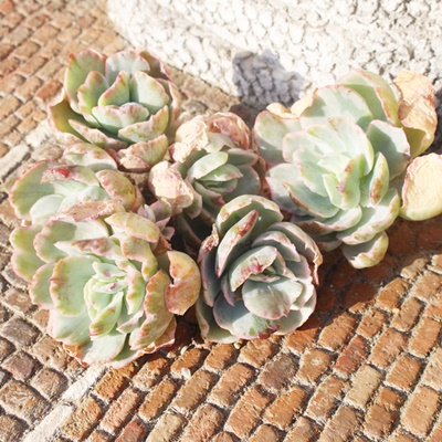 tCONEh,GPxA,GPxÃtCONEhʔ,GPxÃtCONEhĕ₵-Echeveria flying cloud,iɂƂ