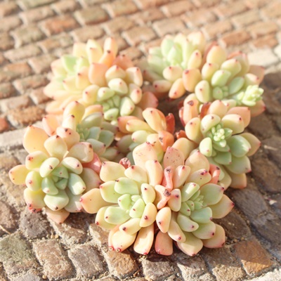 t@g,GPxA,GPxÃt@gʔ,GPxÃt@gĕ₵-Echeveria phantom,iɂƂ