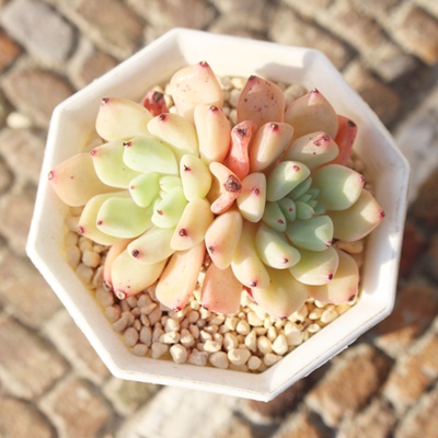 t@g,GPxA,GPxÃt@gʔ,GPxÃt@gĕ₵-Echeveria phantom,iɂƂ