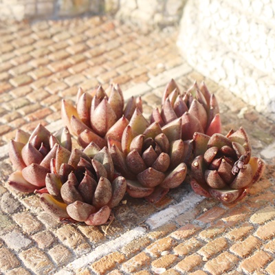 ubNLT[,GPxA,GPxÃubNLT[ʔ,GPxÃubNLT[ĕ₵-Echeveria black cancer,iɂƂ