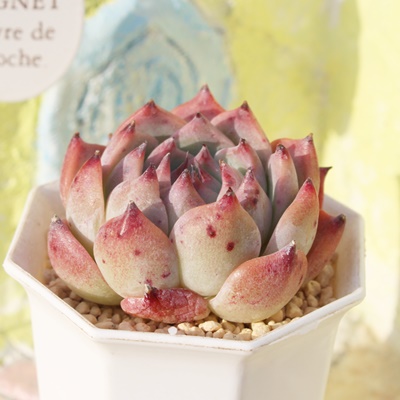 啟,GPxA,GPxA̕啟ʔ,GPxA̕啟ĕ₵-Echeveria budou daifuku,iɂƂ