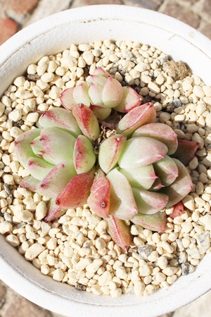 gق,GPxA,GPxA̍gقؒʔ,GPxA̍gق؈ĕ₵-Echeveria benihoppe,iɂƂ