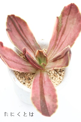 сAƂ肷ɂAGPxA-Echeveria fasiculata variegata