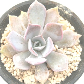 S[h}j[AGPxA-Echeveria 'Gold manii'