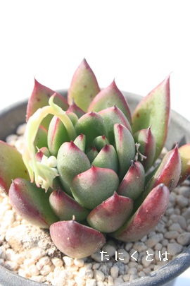 NX}XAGPxA-Echeveria cv 'Christmas'