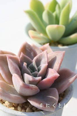 JtHjJAGPxA-Echeveria cv 'CALIFORNICAM'