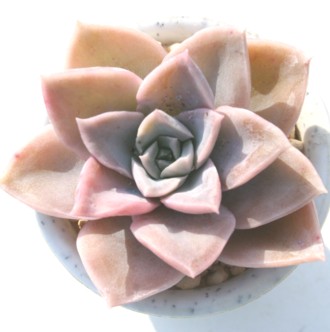 JtHjJAGPxA-Echeveria cv 'CALIFORNICAM'