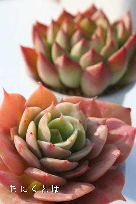 RA񂫁AGPxA-Echeveria cv 'Funki'