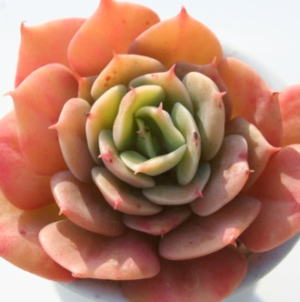 RA񂫁AGPxA-Echeveria cv 'Funki'