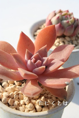 RbLlAsNtH[AGPxA-Echeveria carnicolor v. coccinea