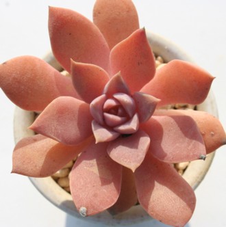 RbLlAsNtH[AGPxA-Echeveria carnicolor v. coccinea