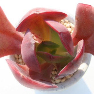 qAꂢAGPxA-Echeveria cv 'KAKUREI'