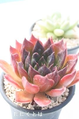 ÎAނ炳A`JEXAGPxA-Echeveria afinis 'KOMURASAKI'