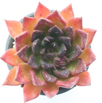 ÎAނ炳AGPxA-Echeveria afinis 'KOMURASAKI'