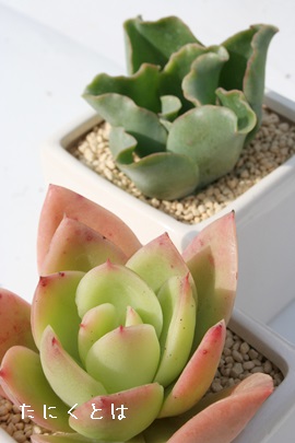 S[fO[AGPxA-Echeveria 'Golden Glow'