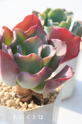 OEJAGPxA-Echeveria 'GLAUCA'