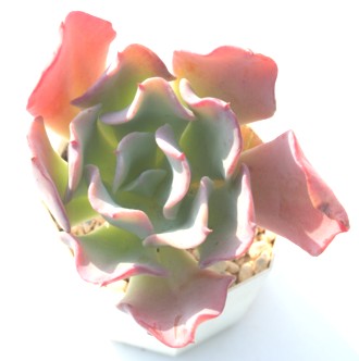 OEJAGPxA-Echeveria 'GLAUCA'