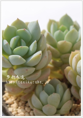 Q,񂰂AGPxA-Echeveria cv 'Whight Num'