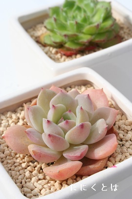 JtHjJAGPxA-Echeveria cv 'CALIFORNICA'