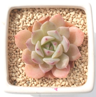 JtHjJAGPxA-Echeveria cv 'CALIFORNICA'