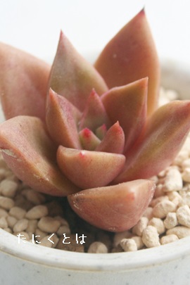 O}bgAGPxA-Echeveria cv 'GLAMMUT'