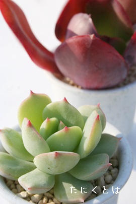 LqlAAGPxA-Echeveria cv 'CILHINEA'