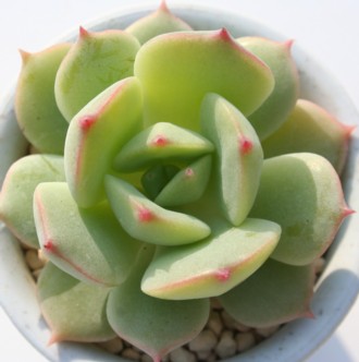 キルヒネア、エケベリア属-Echeveria cv 'CILHINEA'