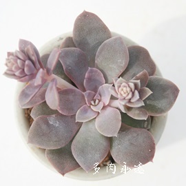 JjJ[RbLlAvGuAGPxA-Echeveria carnicolor v. coccinea puevra