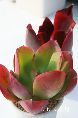 ▾̉Ԋ}A߂̂͂ȂAGPxA-Echeveria cv 'GINMEINOHANAGASA'