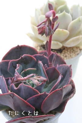 LbV[YAGPxA-Echeveria cv 'CACYZ'