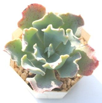 NNCAGPxA-Echeveria 'CLIN CLAY'