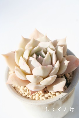 AGPxA-Echeveria cv 'KOKORO'