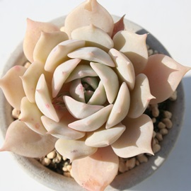 AGPxA-Echeveria cv 'KOKORO'