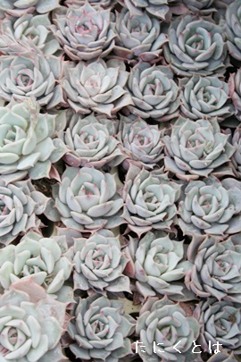 AGPxA-Echeveria cv 'KOKORO'