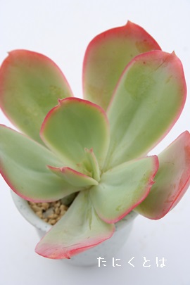 MKeAAGPxA-Echeveria gigantea