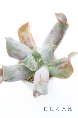 NuAGPxA-Echeveria 'Culibra'