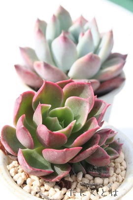 OEXAGPxA-Echeveria cv 'GLAUCE'