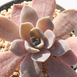 ▾F߂傭AJjJ[AGPxA-Echeveria carnicolor