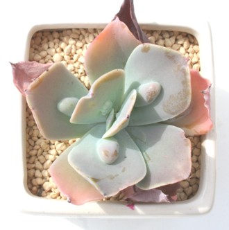 Mrt[JN^AGPxA-Echeveria gibbifrola v 'CARUNCULATA'