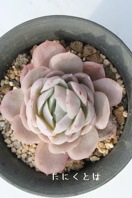 Mou[TvCYAGPxA-Echeveria gilva v 'Blue Surprise'