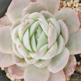 Mou[TvCYAGPxA-Echeveria gilva v 'Blue Surprise'